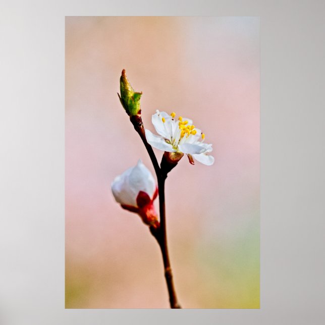 Zwei schöne japanische Apricot-Blume Poster (Vorne)