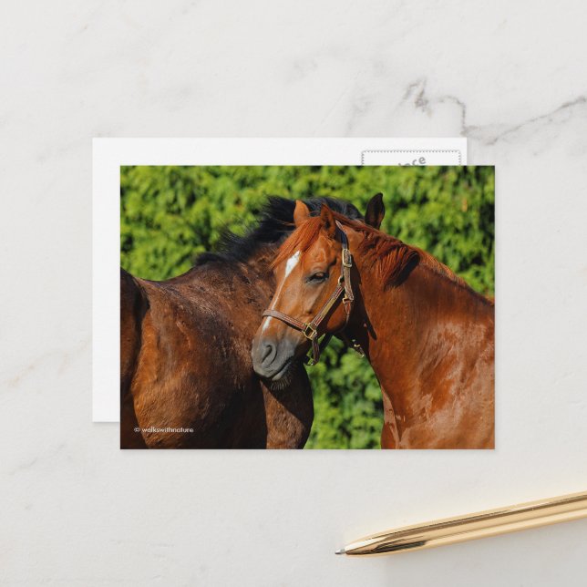 Zwei schöne Kastanienpferde in der Sonne Postkarte (Vorderseite/Rückseite Beispiel)
