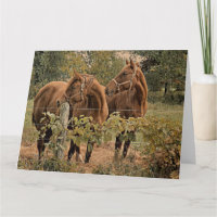 Zwei schöne Pferde - Happy Birthday Card