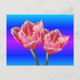 Zwei schöne Pink Tulips Blue BG DIY Postkarte
