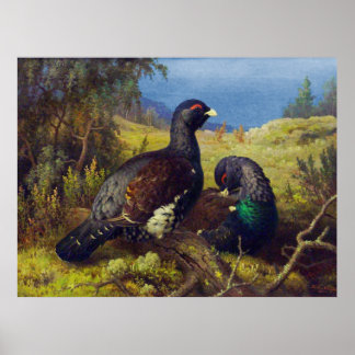 Zwei schöne Vögel Poster