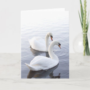 Zwei Schwäne schwimmen auf einem ruhigen See Karte