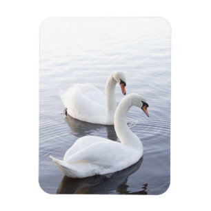 Zwei Schwäne schwimmen auf einem ruhigen See Magnet