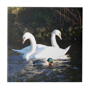 Zwei Schwäne und eine Ente Fliese