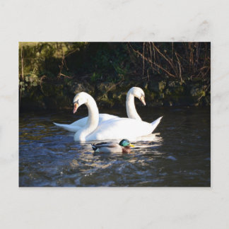 Zwei Schwäne und eine Ente Postkarte