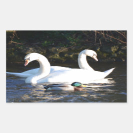 Zwei Schwäne und eine Ente Rechteckiger Aufkleber