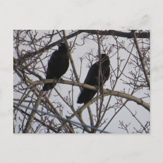 Zwei schwarze Krähen in einem Baum Postkarte
