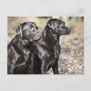 Zwei Schwarze Labrador Retrievers Postkarte