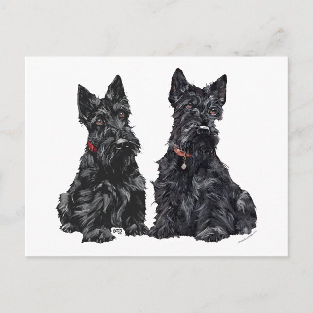 Zwei schwarze schottische Terrier Postkarte (Vorderseite)