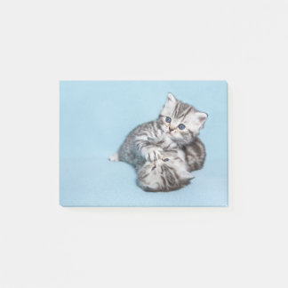 Zwei schwarze Silbertabby-Kätzchen spielen zusamme Post-it Klebezettel