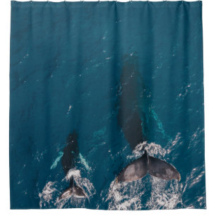 ZWEI SCHWARZE WALLE SCHWIMMEN IN WASSER DUSCHVORHANG