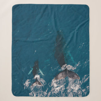 ZWEI SCHWARZE WALLE SCHWIMMEN IN WASSER SHERPADECKE