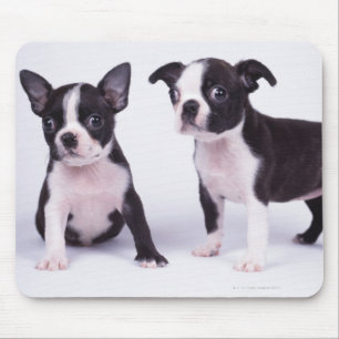 Zwei Schwarzweiss-Welpen Mousepad