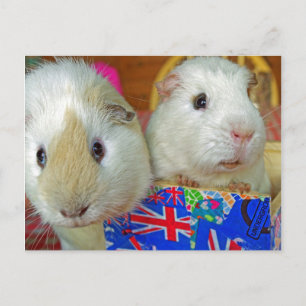 zwei Schweine mit weißer Guinea Postkarte