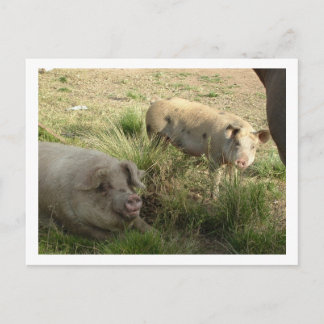 zwei Schweine Postkarte