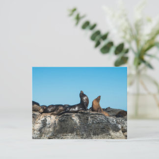 Zwei Seelöwen im Cortez-Meer Postkarte