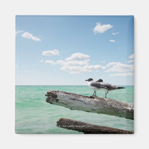 Zwei Seemöwen, die auf einem toten Baum heraus Magnet