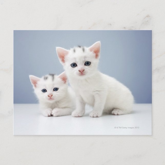 Zwei sehr junge weiße Kätzchen starren neugierig Postkarte (Vorderseite)
