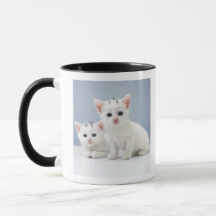 Zwei sehr junge weiße Kätzchen starren neugierig Tasse