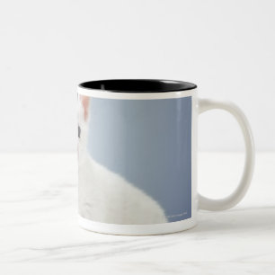 Zwei sehr junge weiße Kätzchen starren neugierig Zweifarbige Tasse