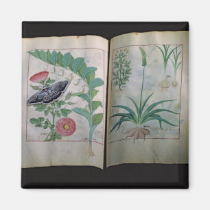Zwei Seiten, die Rose und Knoblauch darstellen Magnet
