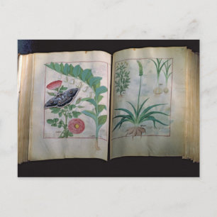 Zwei Seiten mit Rose und Knoblauch Postkarte