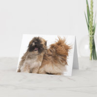 Zwei Shih-Tzus im Wind
