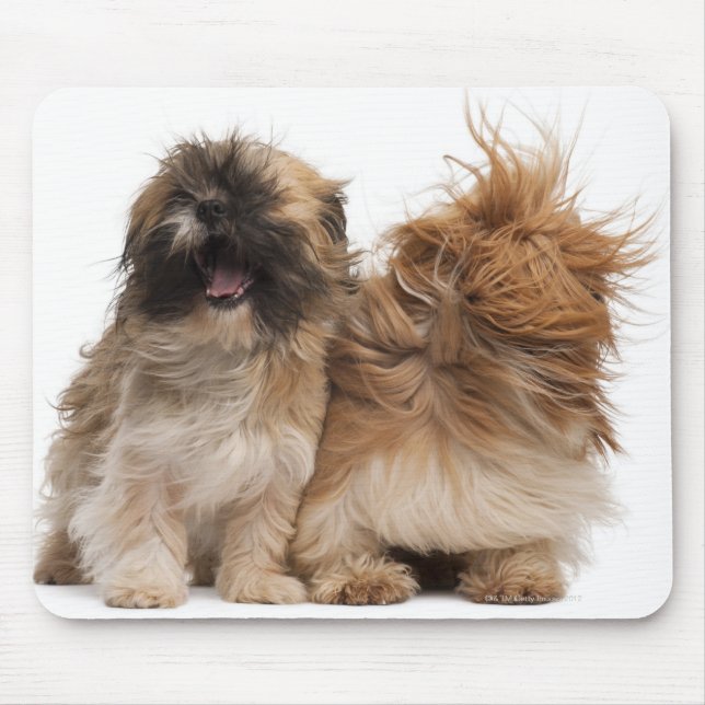 Zwei Shih-Tzus im Wind Mousepad (Vorne)