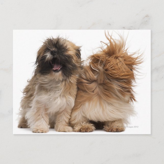 Zwei Shih-Tzus im Wind Postkarte (Vorderseite)