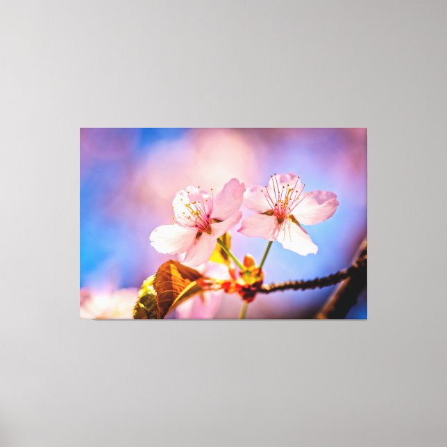Zwei sonnenbeleuchtete Sakura-Blüten Leinwanddruck (Vorderseite)
