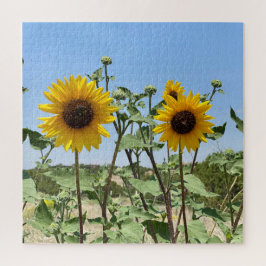 Zwei Sonnenblumen blauer Himmel
