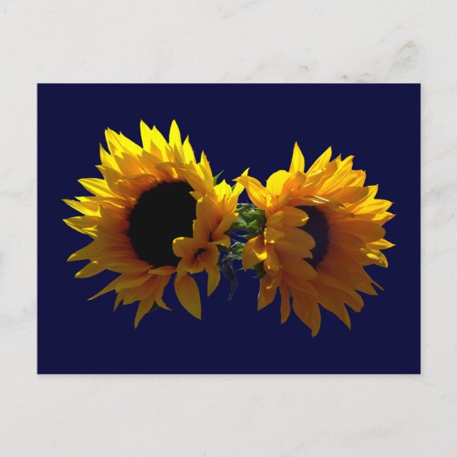 Zwei Sonnenblumen Postkarte (Vorderseite)