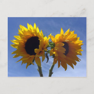 Zwei Sonnenblumenkarten Postkarte