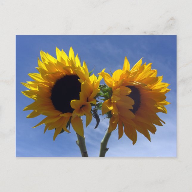 Zwei Sonnenblumenkarten Postkarte (Vorderseite)