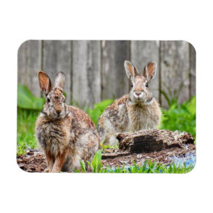 Zwei sonnige Rabbits Magnet
