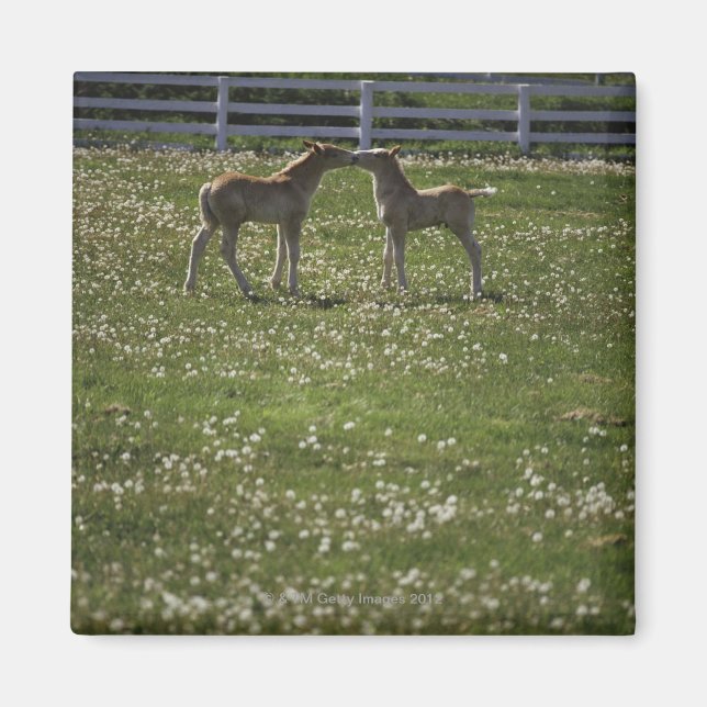 Zwei Spalten im Feld Magnet (Vorne)
