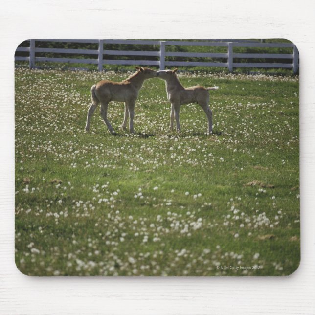 Zwei Spalten im Feld Mousepad (Vorne)