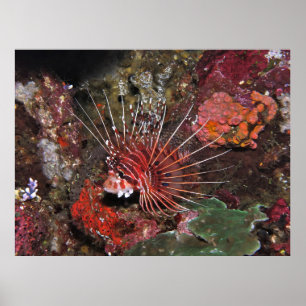 Zwei Spot-Lionfische Poster