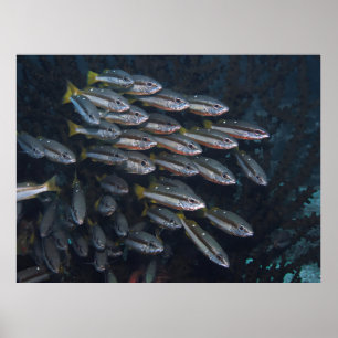 Zwei Spot-Snapshots Poster