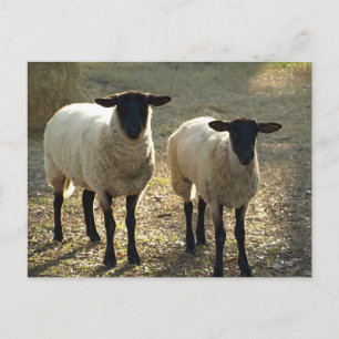 Zwei Suffolk-Schafe im Nachmittagslicht Postkarte