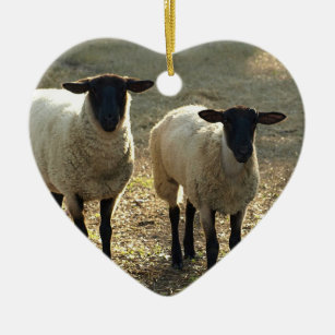 Zwei Suffolk Sheep Sonnenlicht Weide Ornament