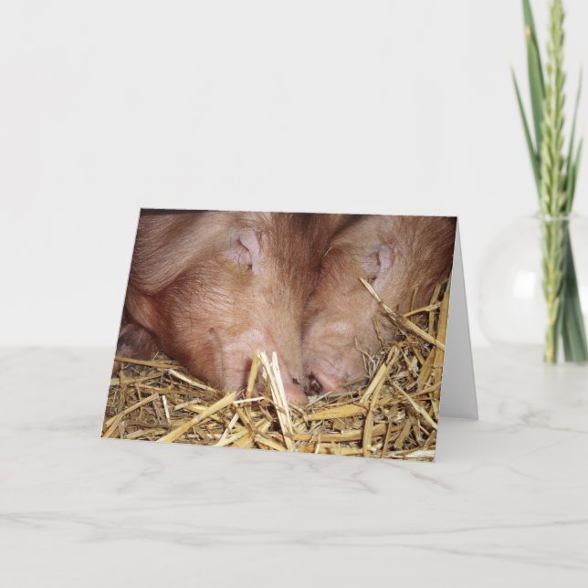 Zwei Sweet Sleeping Schweine Fotografie - leere Ka Karte (Vorderseite)