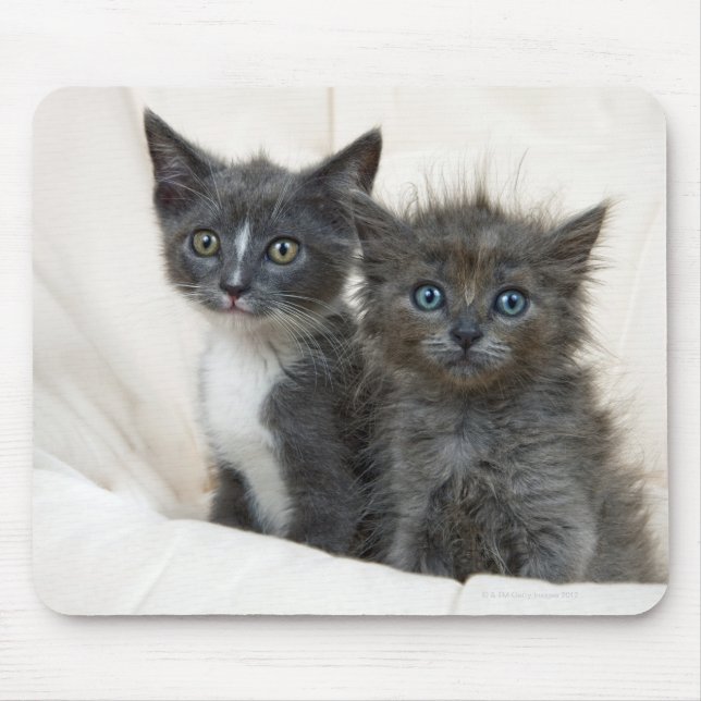 Zwei Tabby-Kätzchen Mousepad (Vorne)