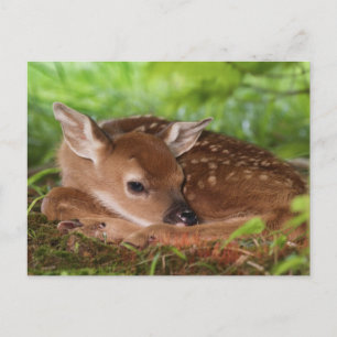 Zwei Tage alter Wildschwanz, Kentucky. Postkarte