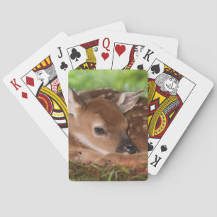 Zwei Tage altes Weißwedelhirsch-Baby, Kentucky. Spielkarten