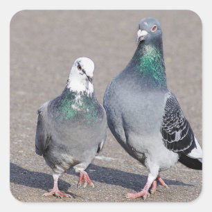 Zwei Tauben Quadratischer Aufkleber