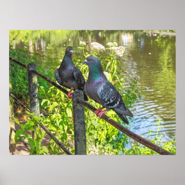 Zwei Tauben. Roath Park Lake, Cardiff, Wales Poster (Vorne)