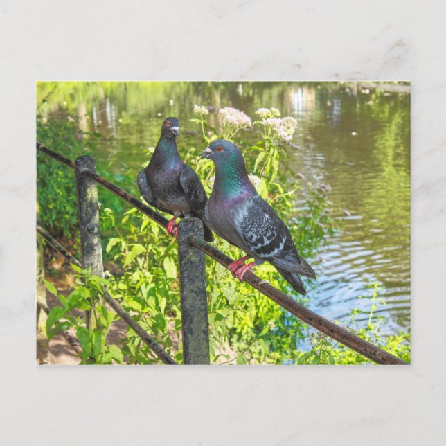 Zwei Tauben. Roath Park Lake, Cardiff, Wales Postkarte (Vorderseite)