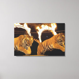 Zwei Tiger, die durch brennende Ringe des Feuers Leinwanddruck