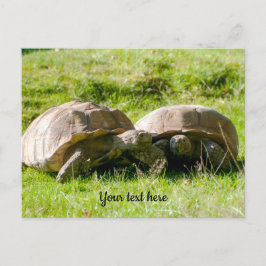 Zwei Tortoises - die besten Freunde! Postkarte